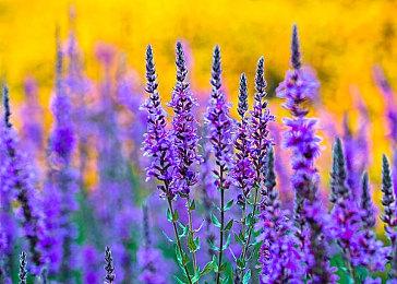 《海绵宝宝：宇宙摇摆》上线Steam 支持中文