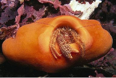 《Apex英雄》玩家反映出现账号重置问题 官方发布紧急更新